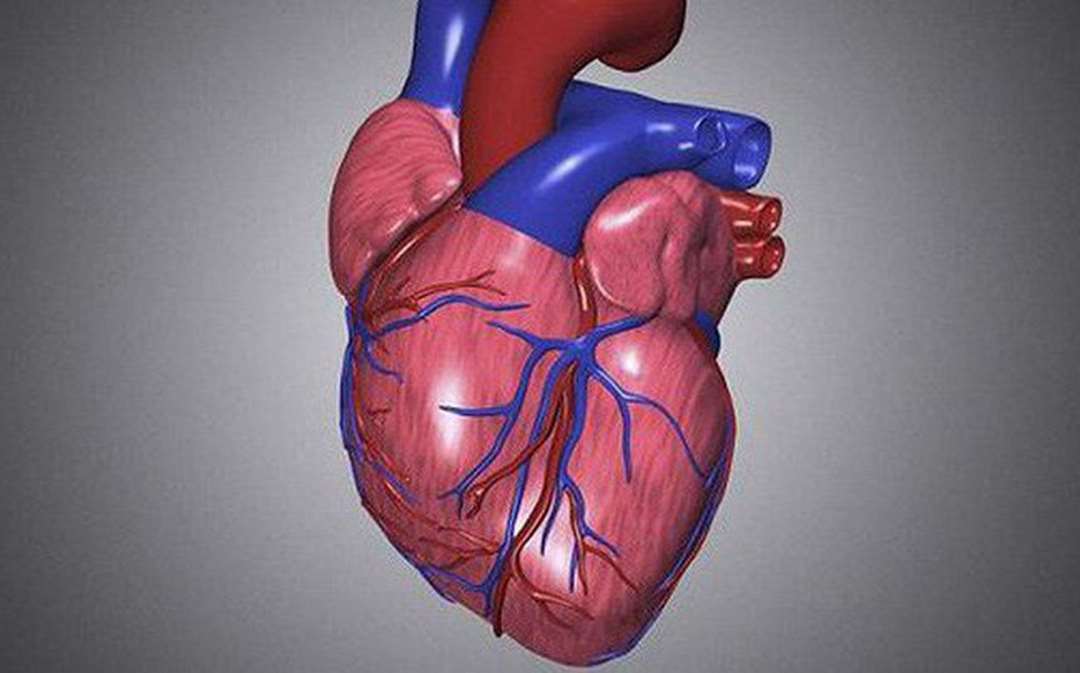 Tim mạch và huyết áp có mối liên quan đến nhau