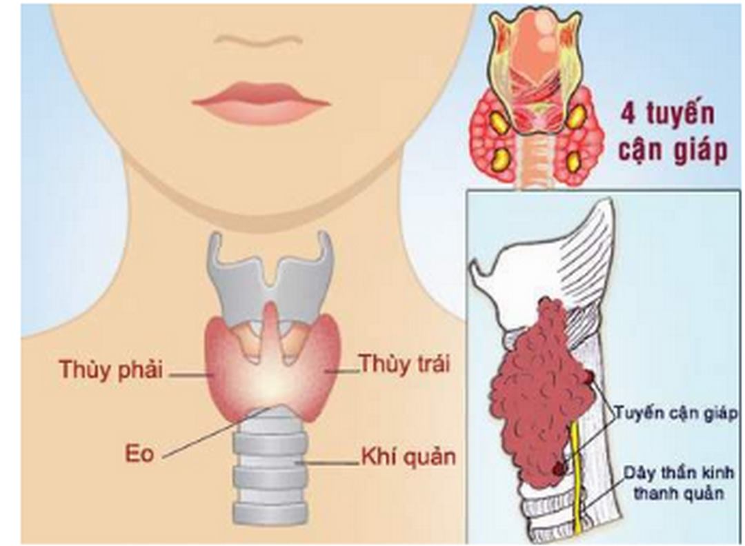 Thể tích tuyến giáp thay đổi phụ thuộc vào tuổi, giới