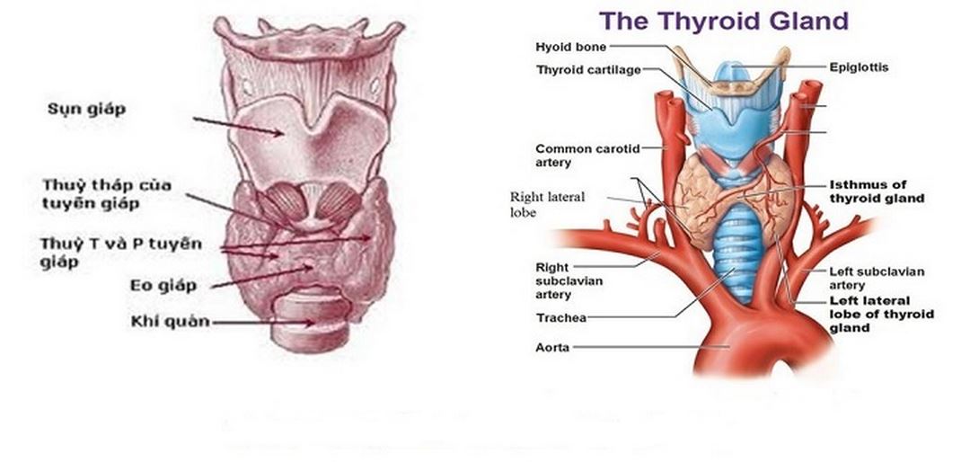 Cấu tạo tuyến giáp (Hình ảnh minh họa)