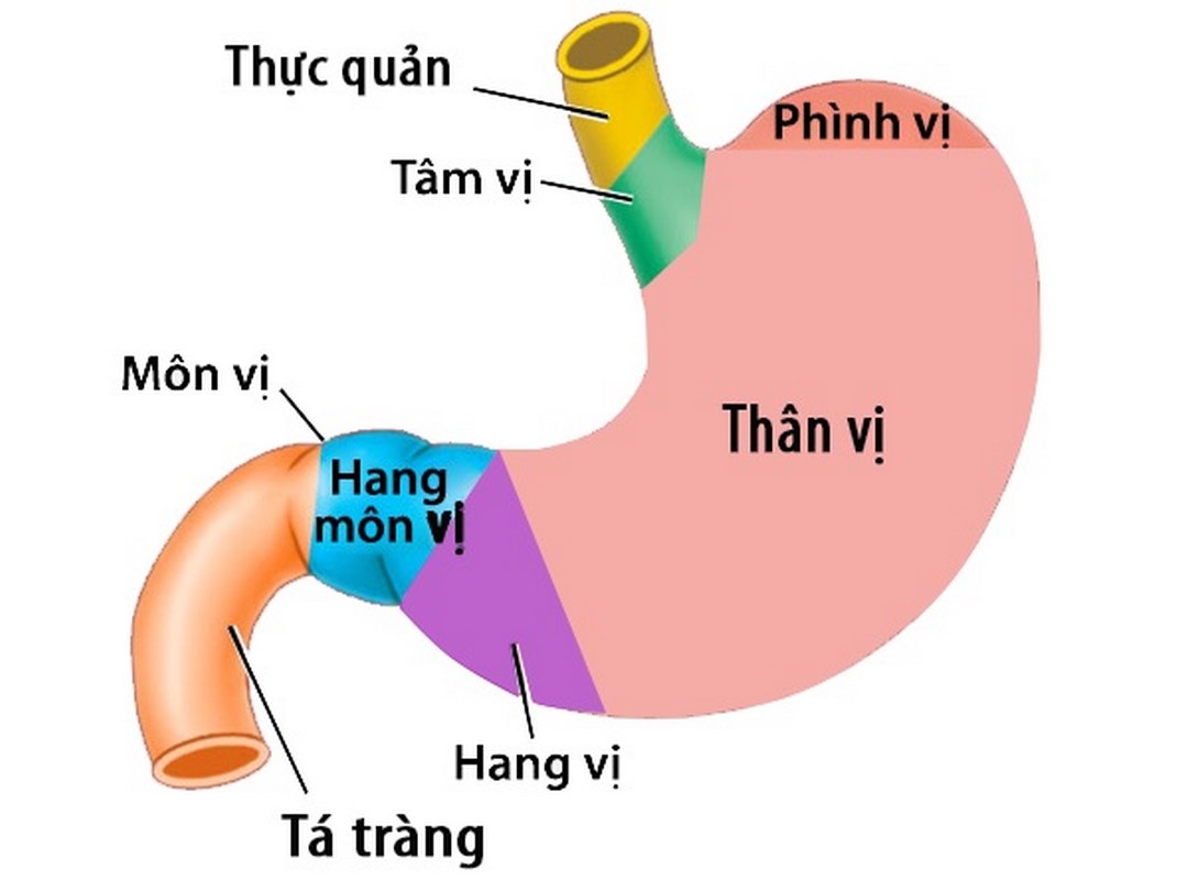 Cấu tạo của dạ dày