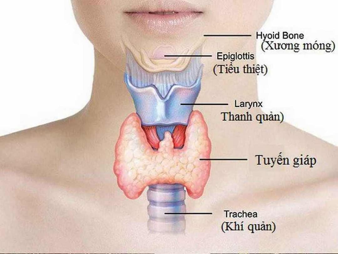 hormon được sản xuất và tiết ra bởi tuyến giáp