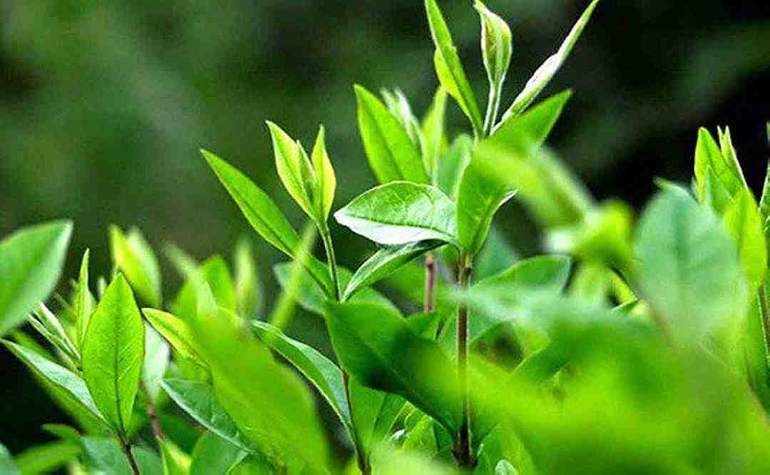 Cây trà có tác dụng giảm viêm và đỏ liên quan đến bệnh vẩy nến da đầu